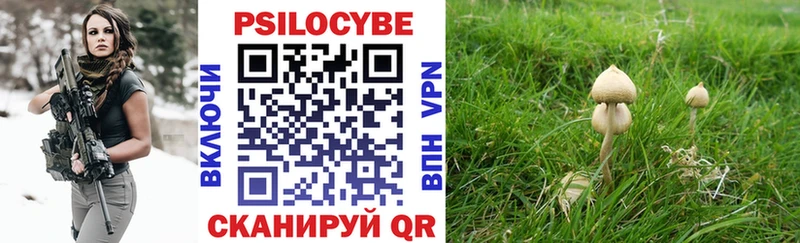 как найти закладки  Приозерск  Псилоцибиновые грибы мухоморы 
